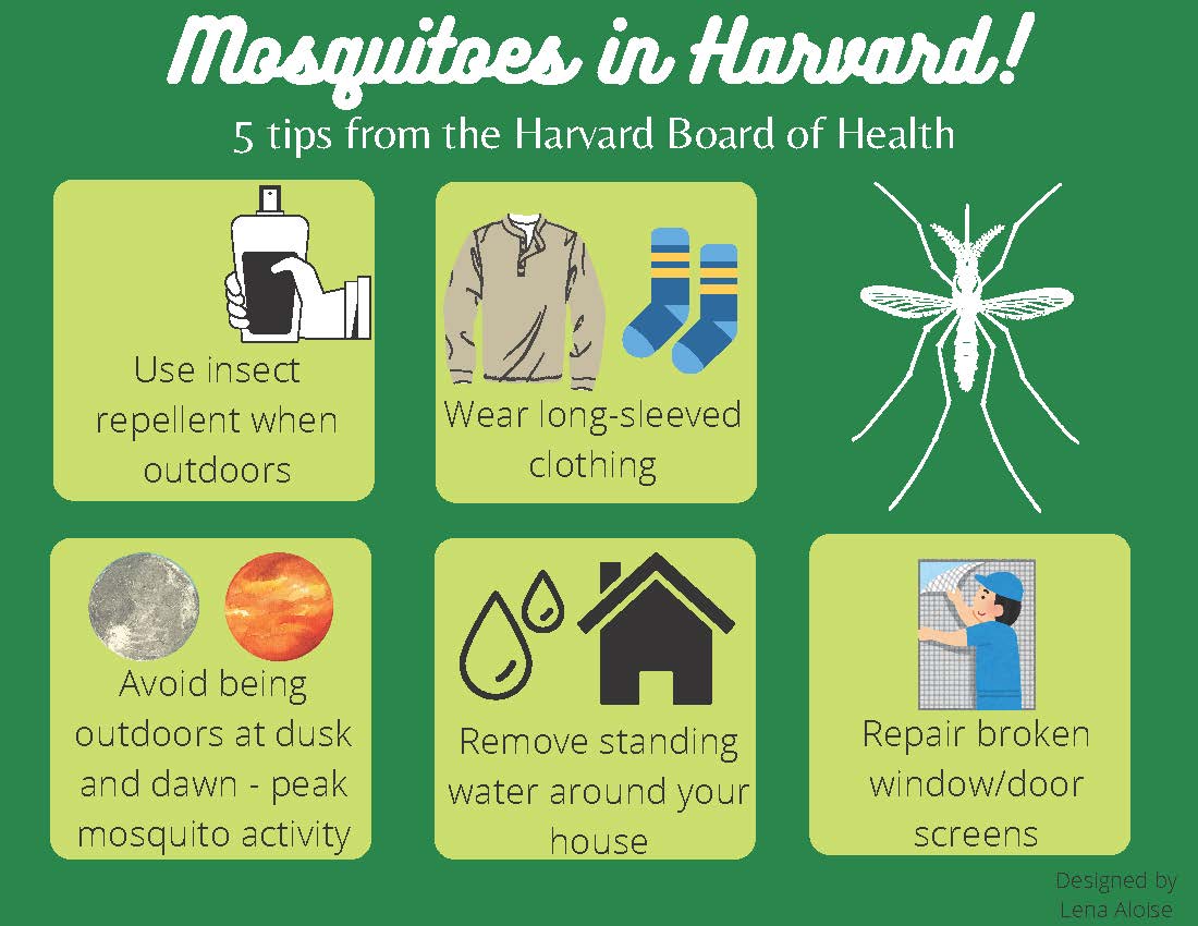 Mosquitoes in Harvard!  5 Tips from the BOH