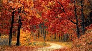 fall walk